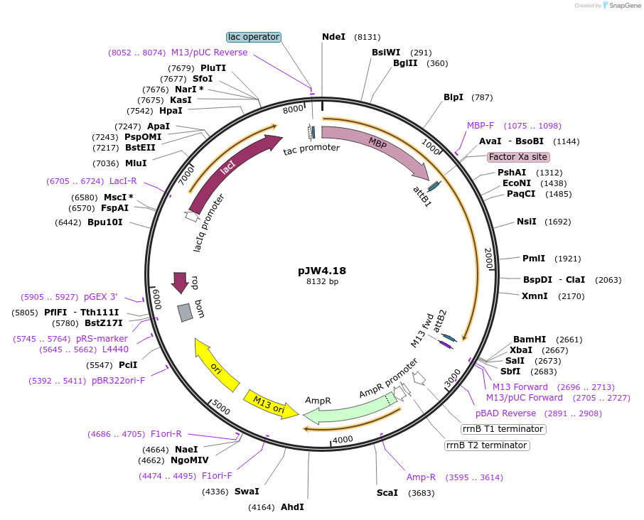 62873-plasmid-map-sequence-id-104095