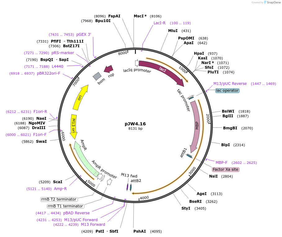 62871-plasmid-map-sequence-id-104096