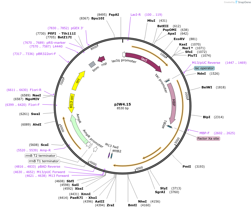 62870-plasmid-map-sequence-id-104097