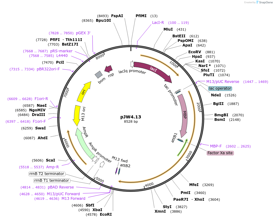 62869-plasmid-map-sequence-id-104098