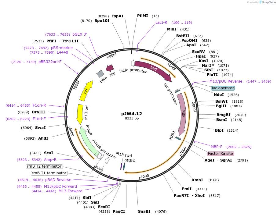 62868-plasmid-map-sequence-id-104099