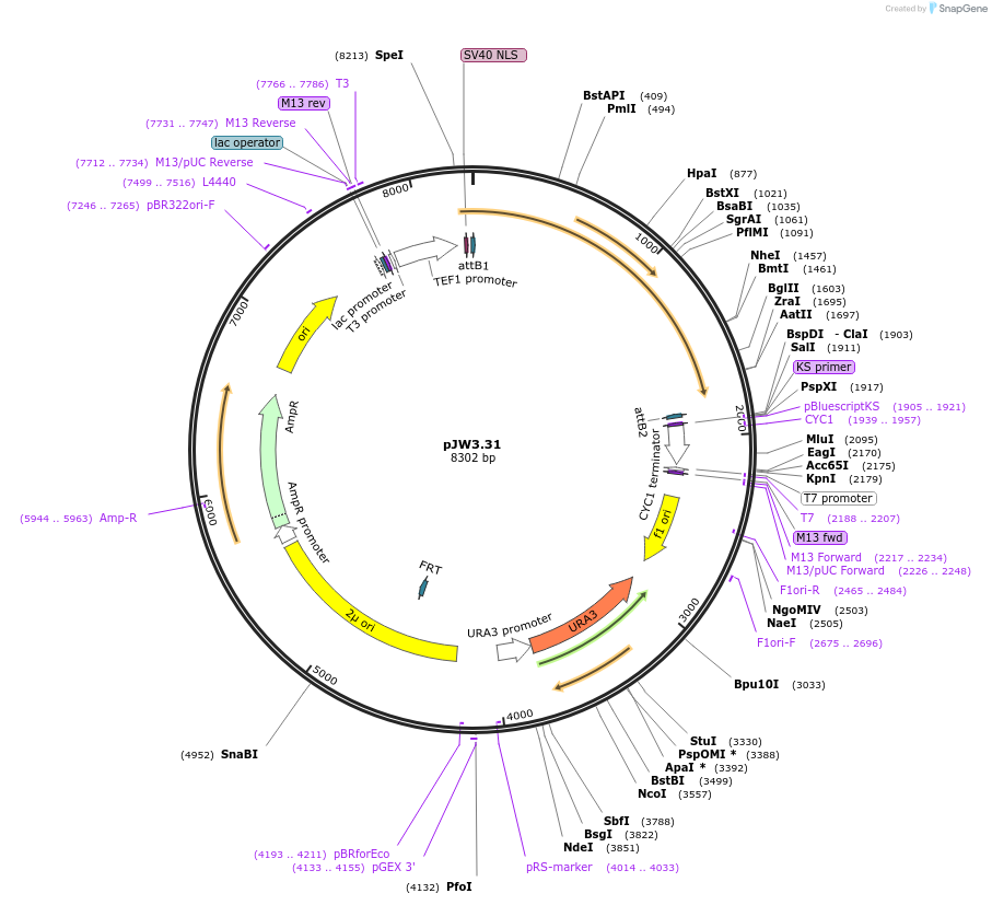 62865-plasmid-map-sequence-id-104104