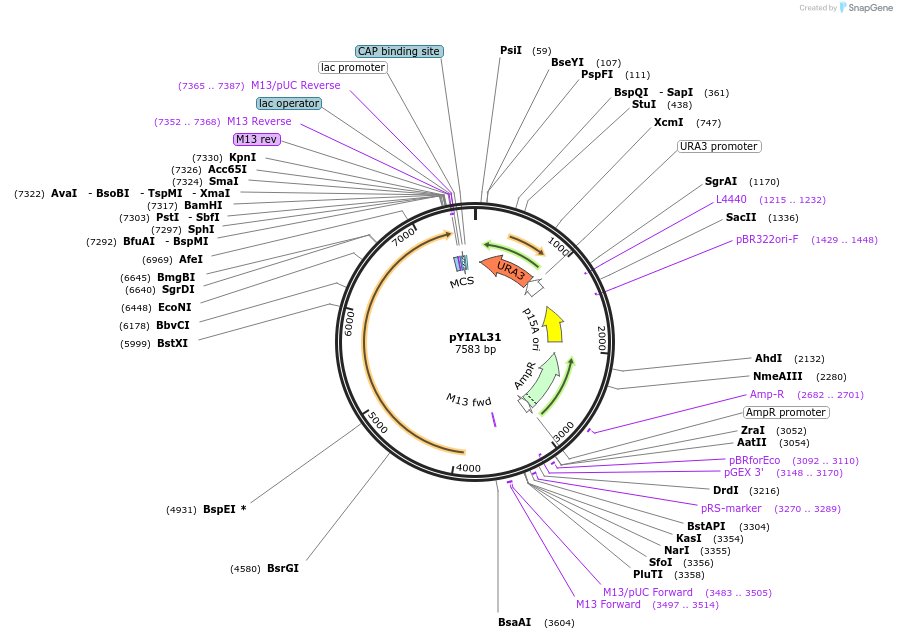 60807-plasmid-map-sequence-id-104108