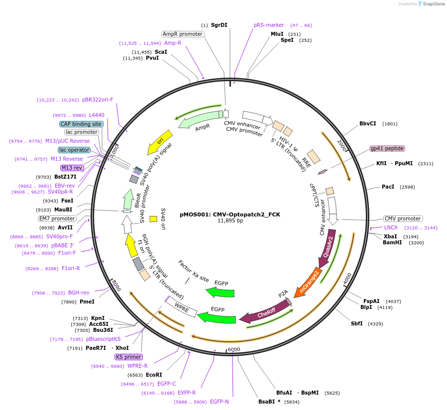 62984-plasmid-map-sequence-id-104116