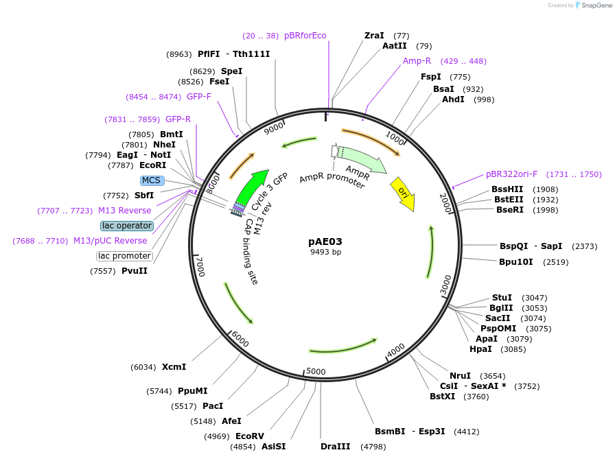 61044-plasmid-map-sequence-id-104118