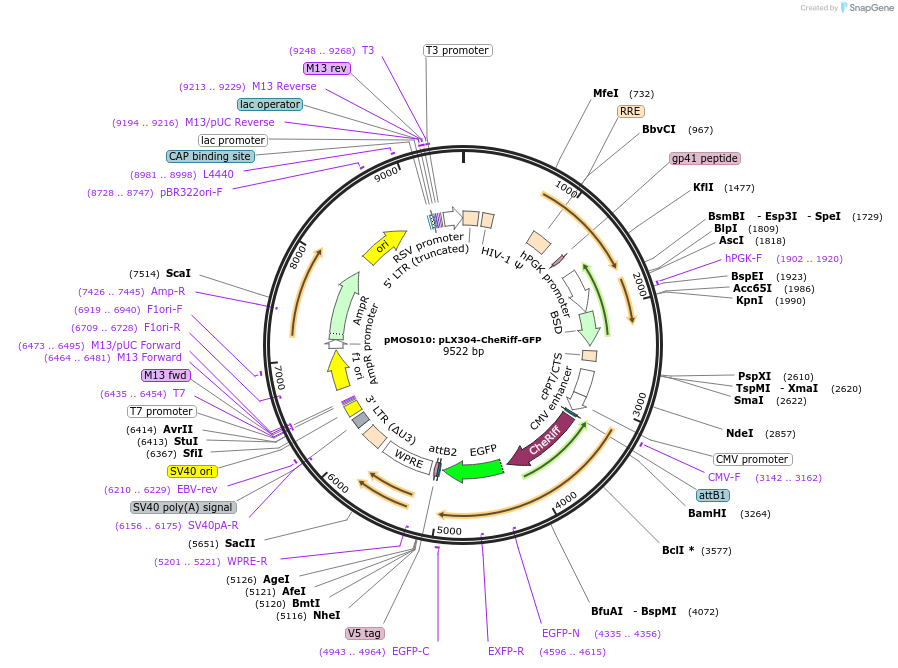 62986-plasmid-map-sequence-id-104121