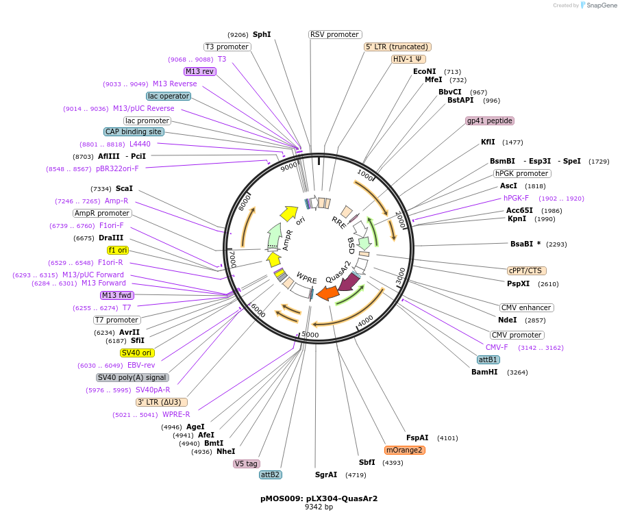 62985-plasmid-map-sequence-id-104122