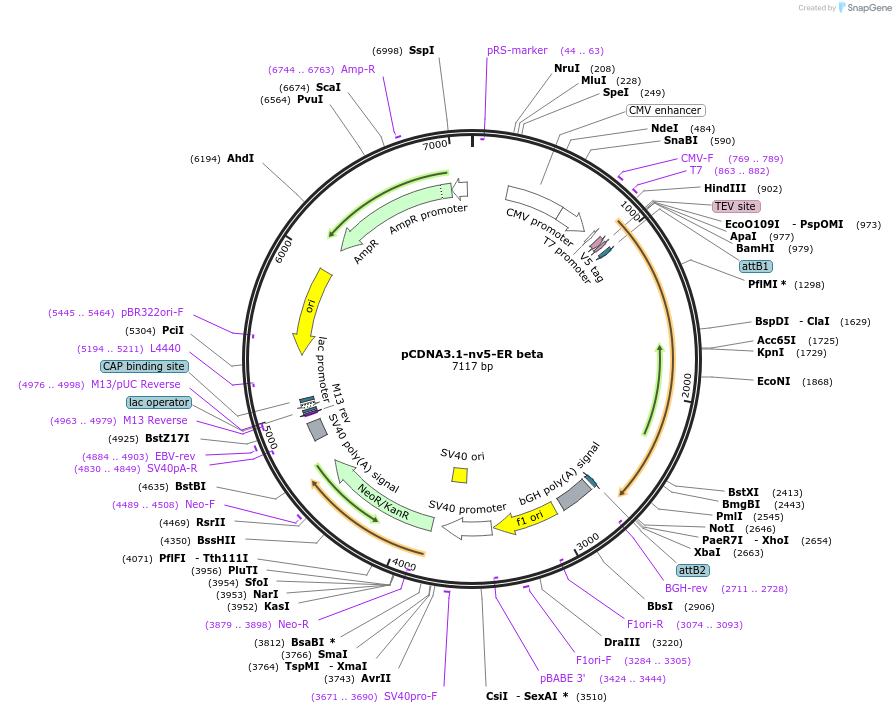22770-plasmid-map-sequence-id-10421