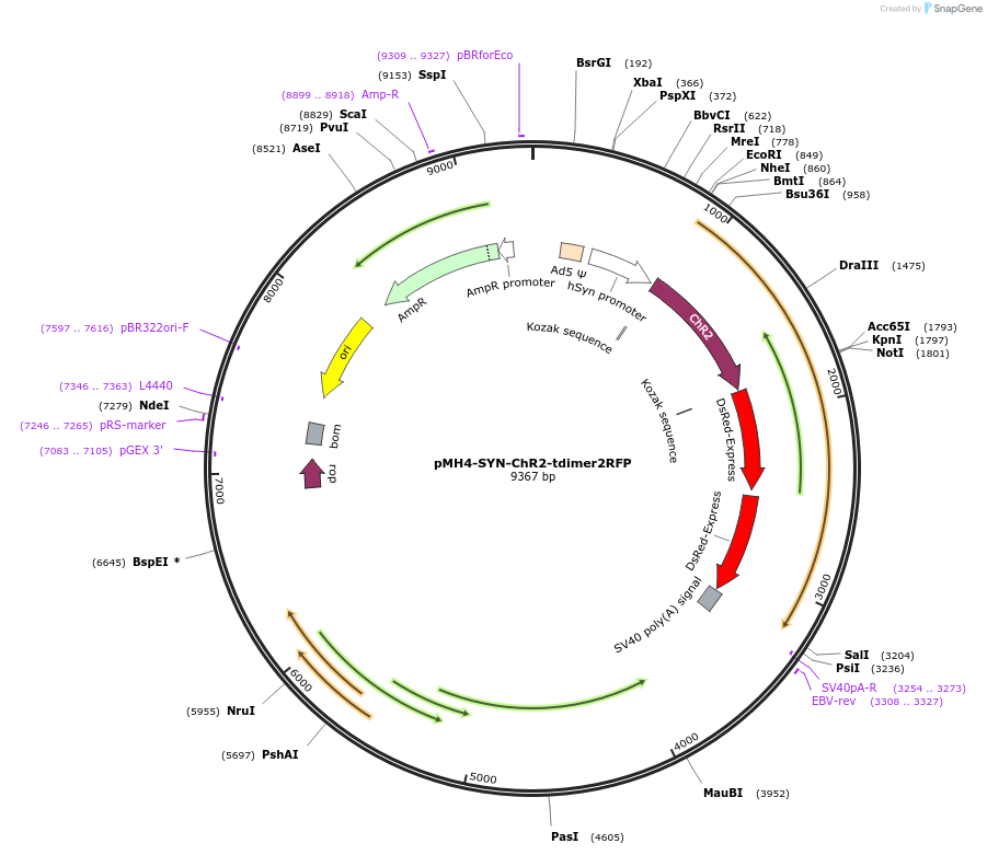 22772-plasmid-map-sequence-id-10423