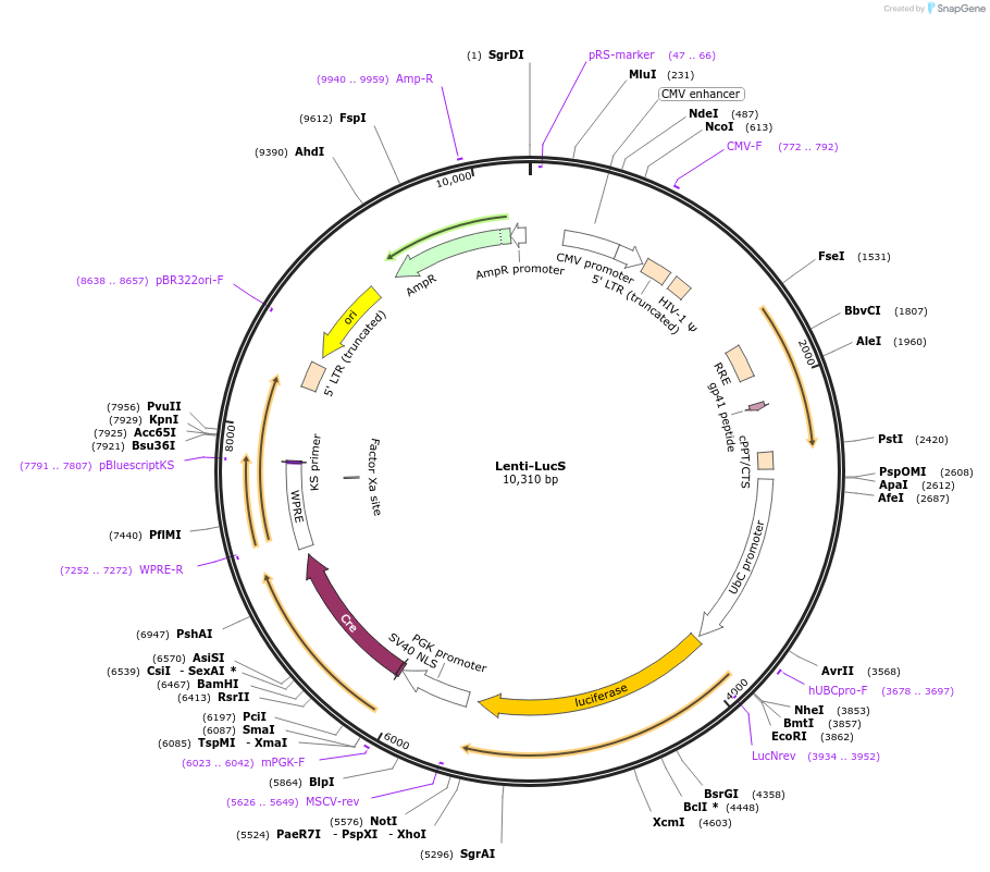 22778-plasmid-map-sequence-id-10426