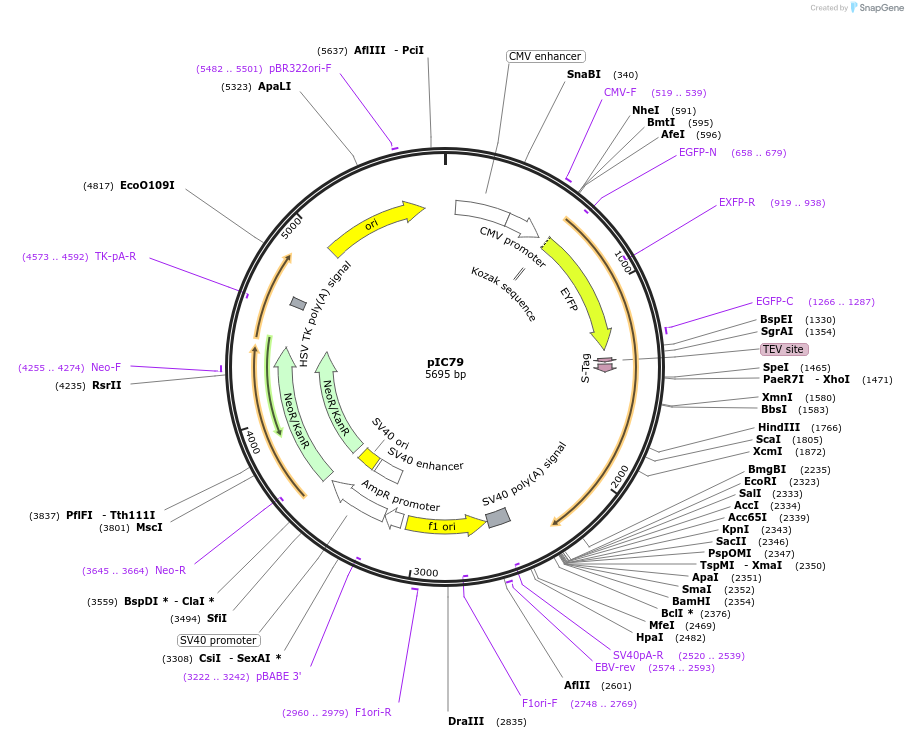 63063-plasmid-map-sequence-id-104378