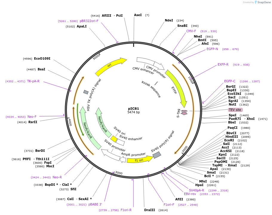 63065-plasmid-map-sequence-id-104380