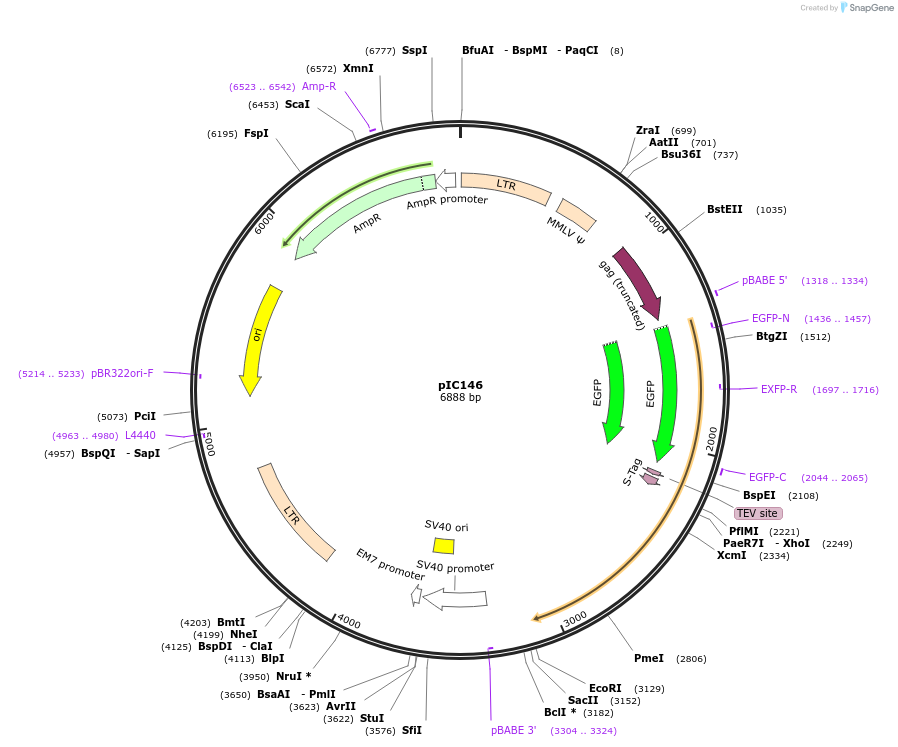 63069-plasmid-map-sequence-id-104384
