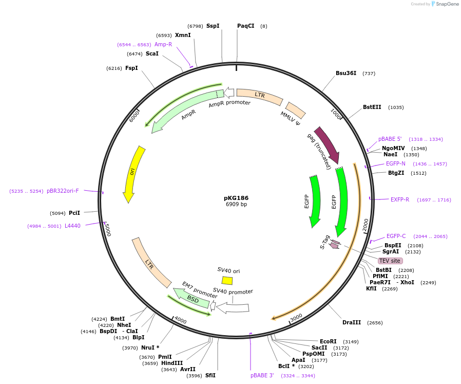 63076-plasmid-map-sequence-id-104390