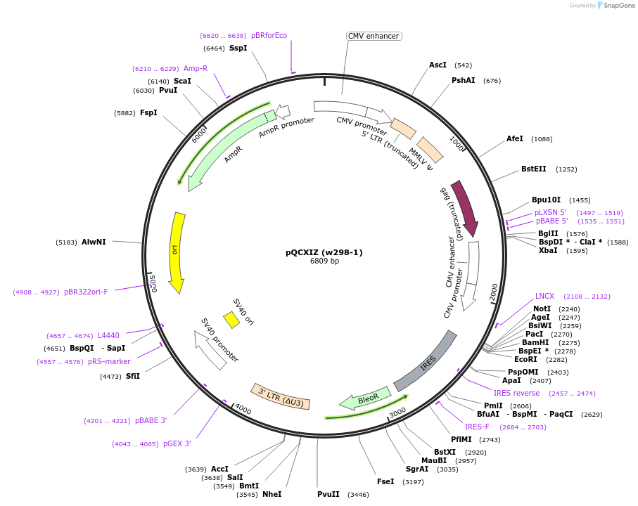 22801-plasmid-map-sequence-id-10441