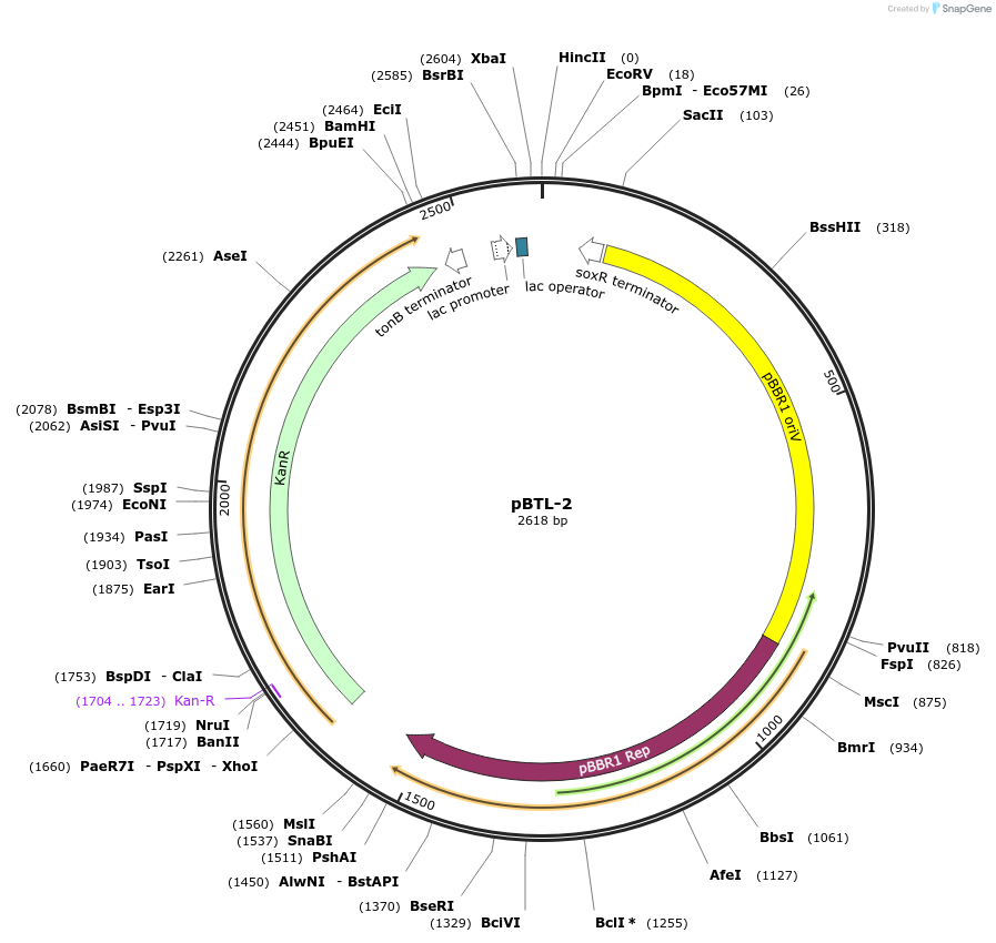 22806-plasmid-map-sequence-id-10444