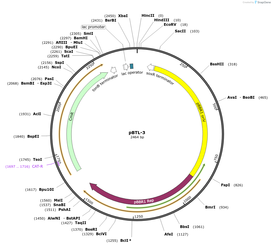22807-plasmid-map-sequence-id-10445