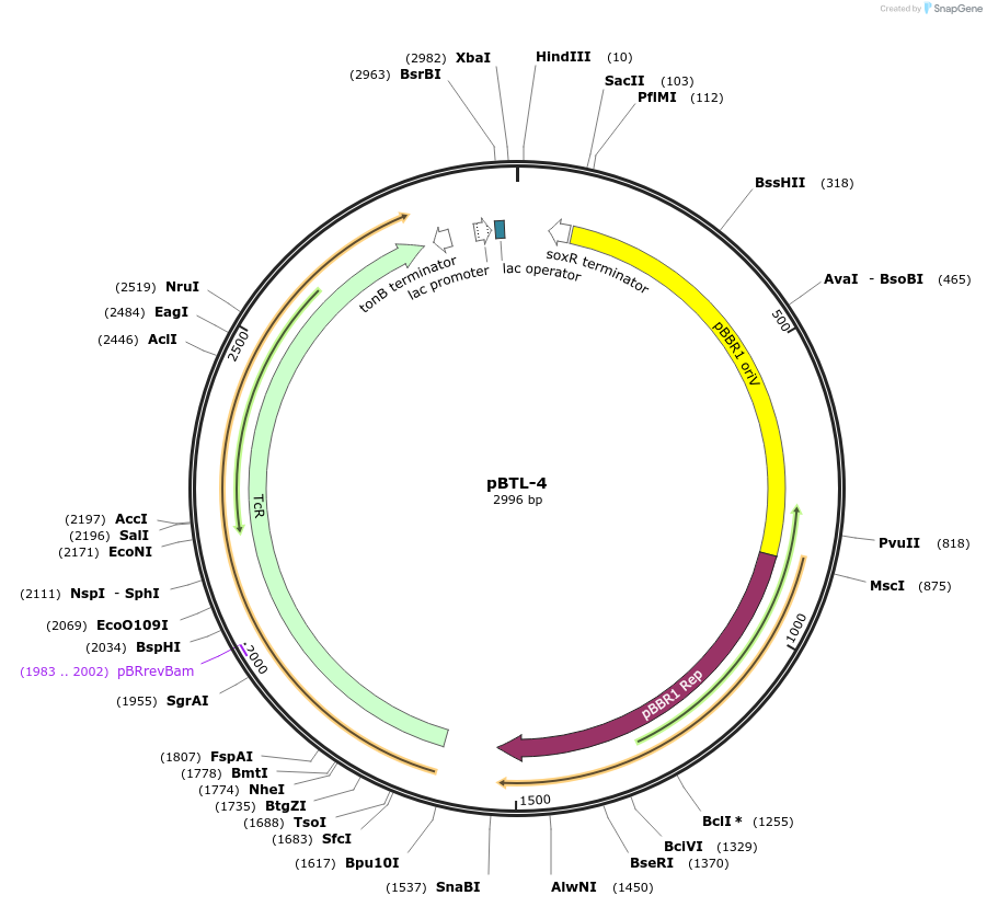 22808-plasmid-map-sequence-id-10446