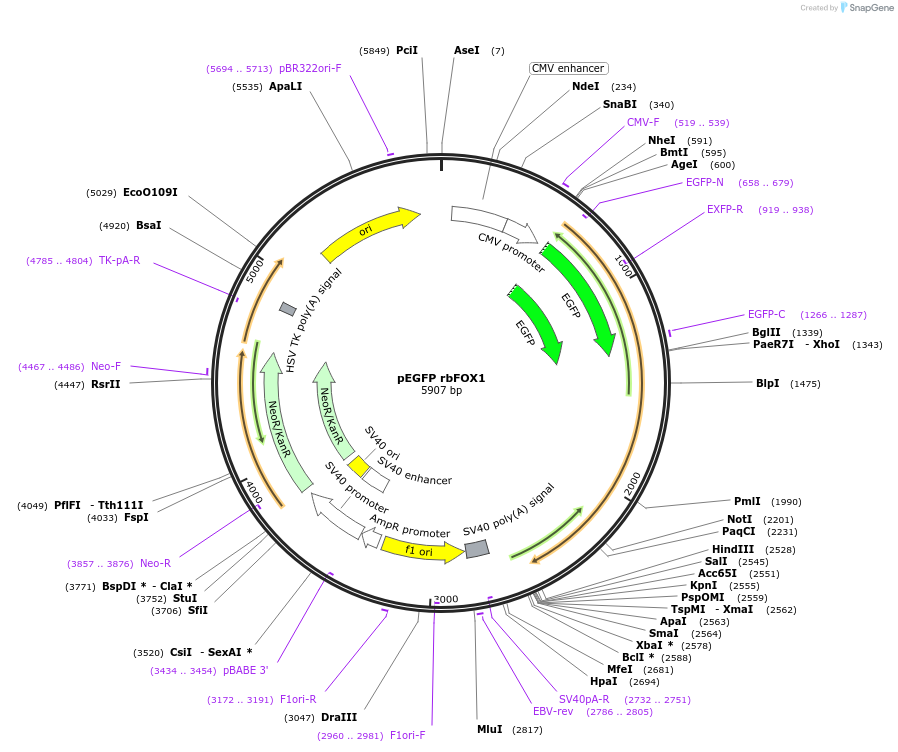 63085-plasmid-map-sequence-id-104484