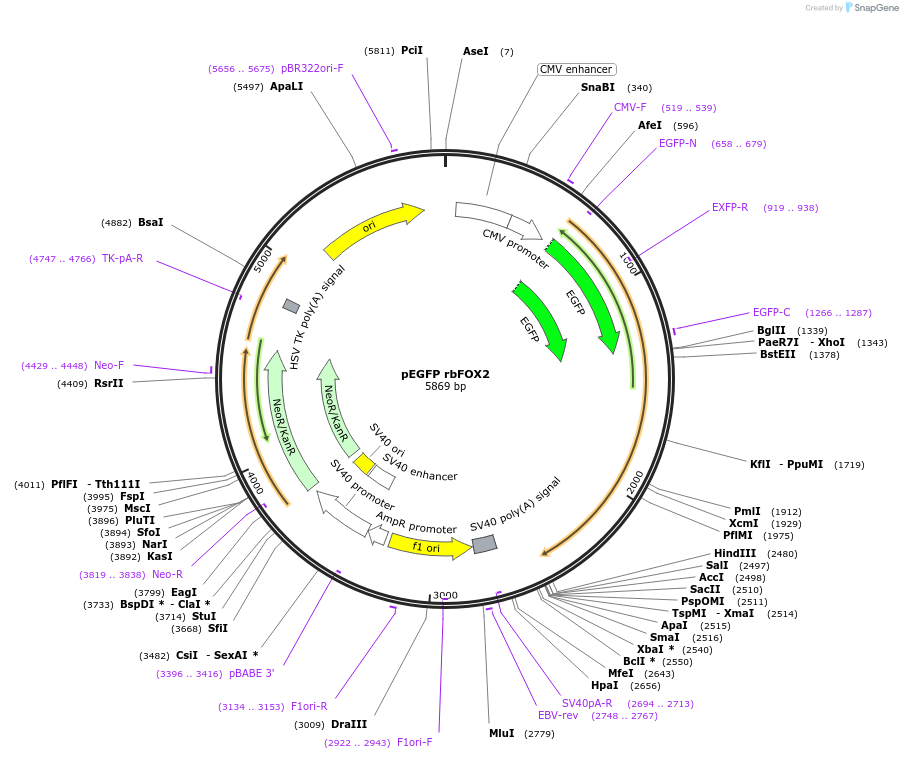 63086-plasmid-map-sequence-id-104485