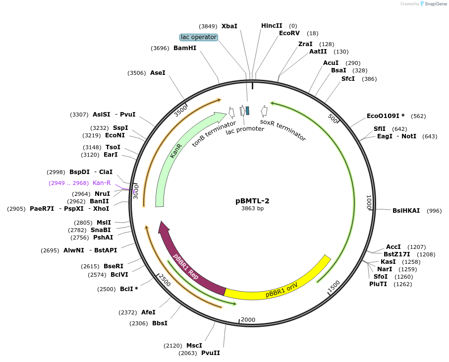 22812-plasmid-map-sequence-id-10450