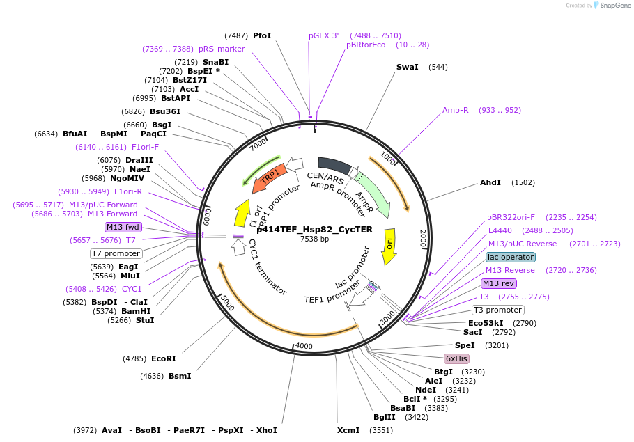 61711-plasmid-map-sequence-id-104521