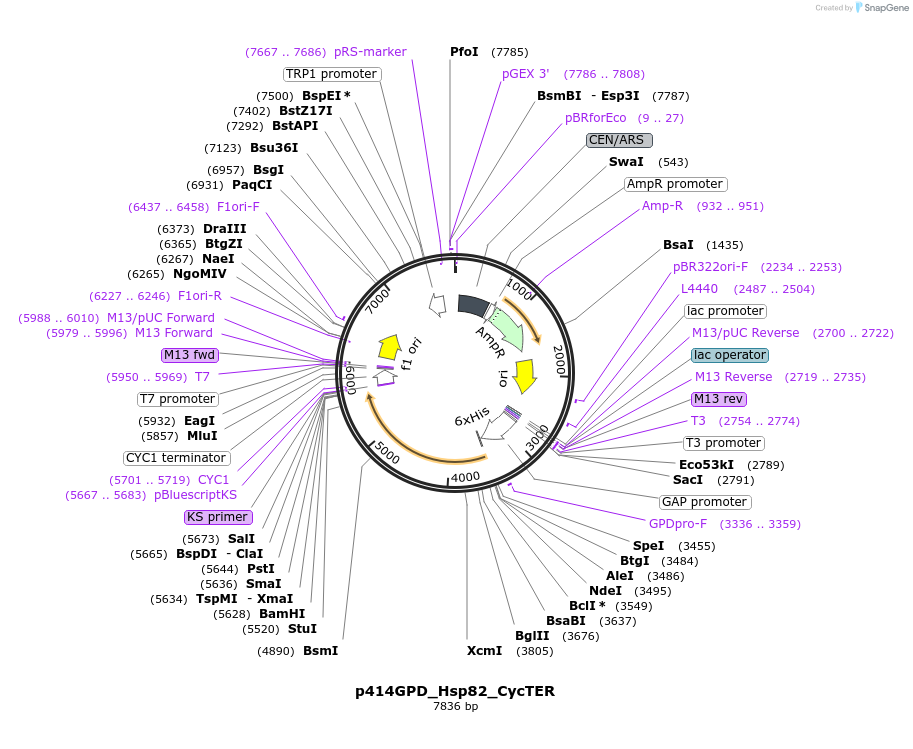 61710-plasmid-map-sequence-id-104522