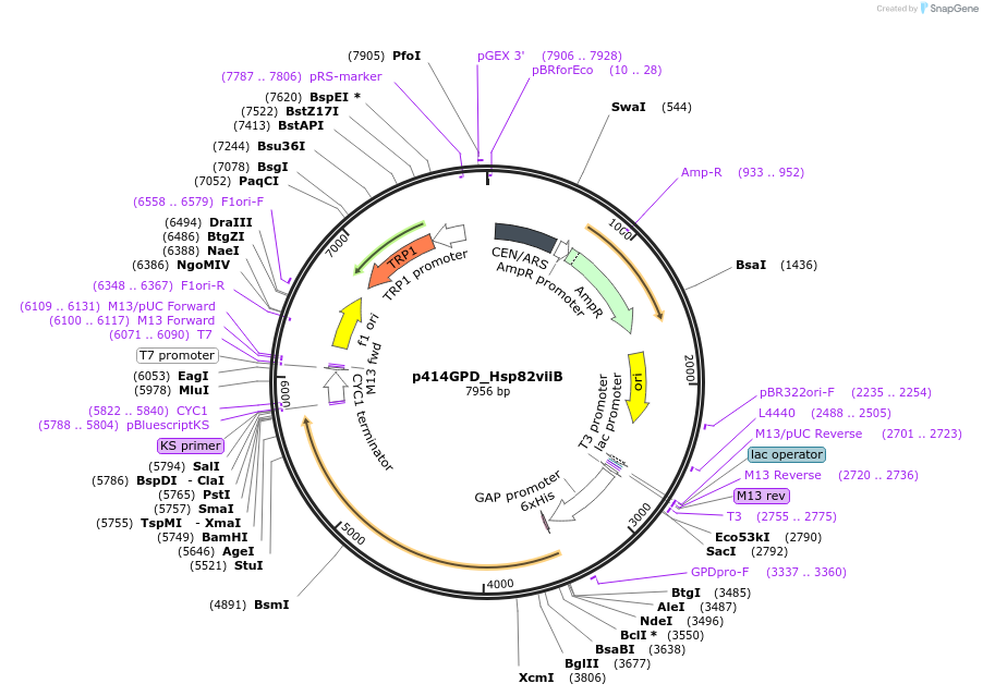 61709-plasmid-map-sequence-id-104527