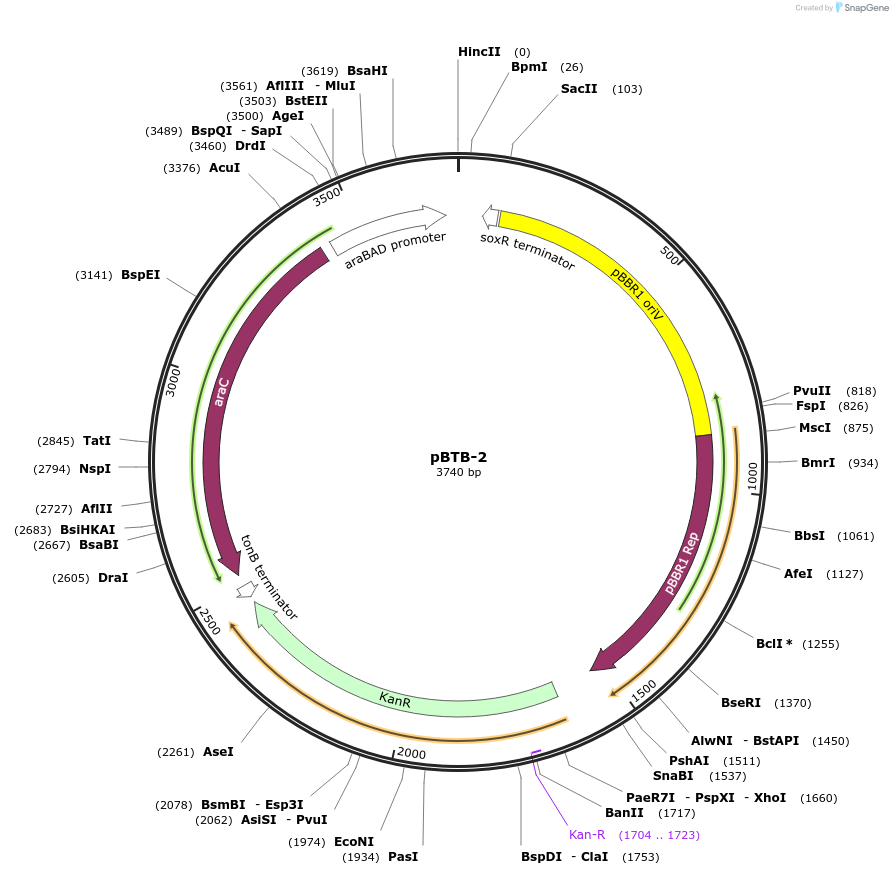 22818-plasmid-map-sequence-id-10456
