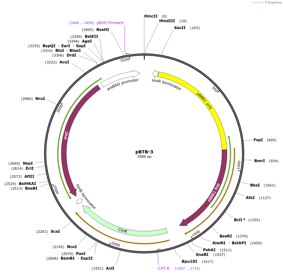 22819-plasmid-map-sequence-id-10457
