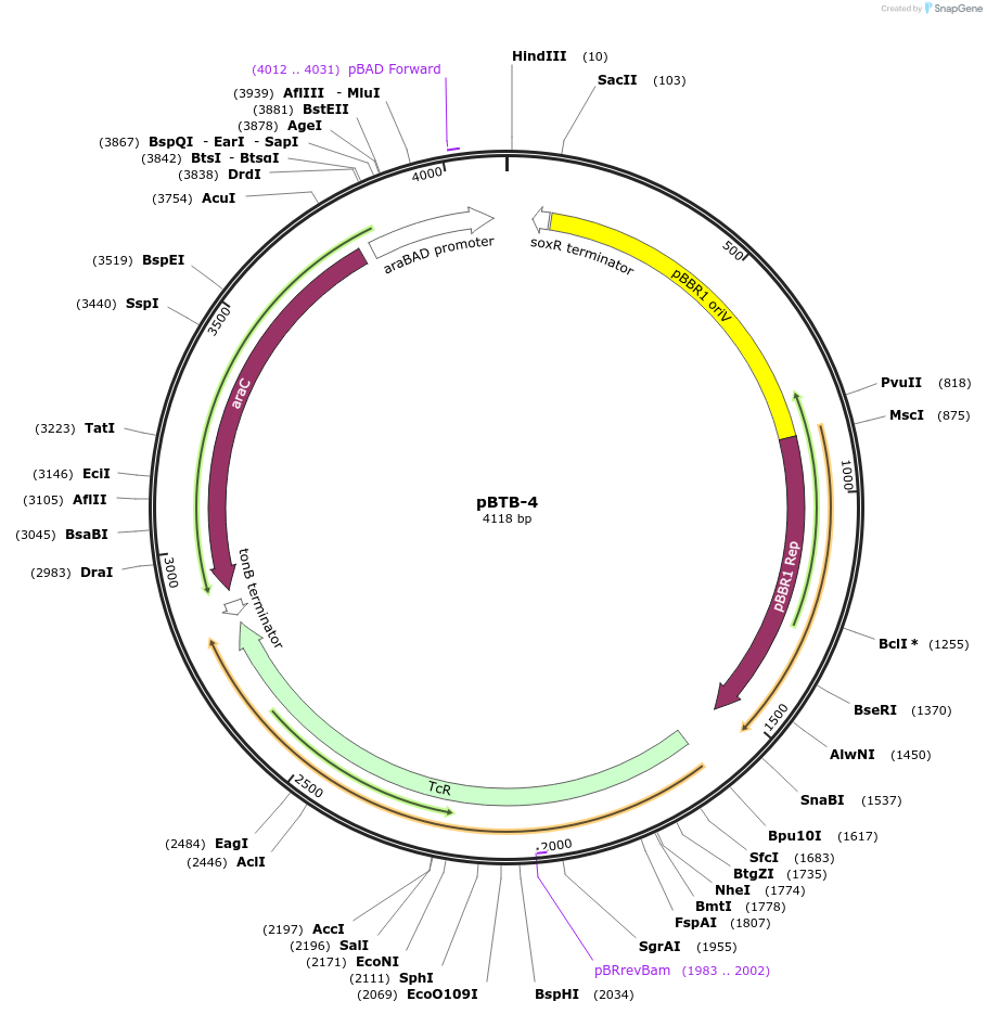 22820-plasmid-map-sequence-id-10458