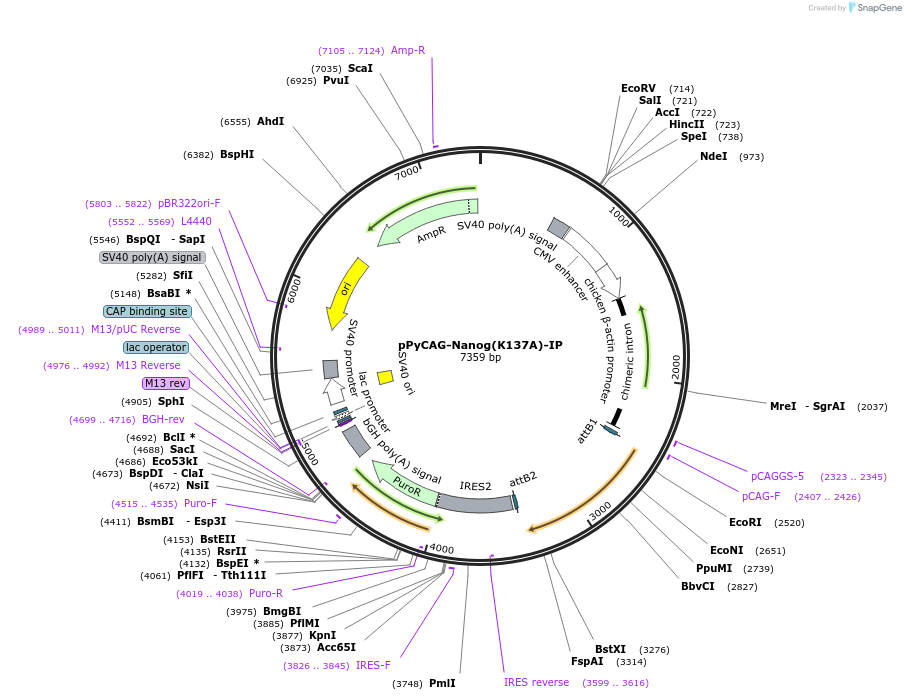 62996-plasmid-map-sequence-id-104598