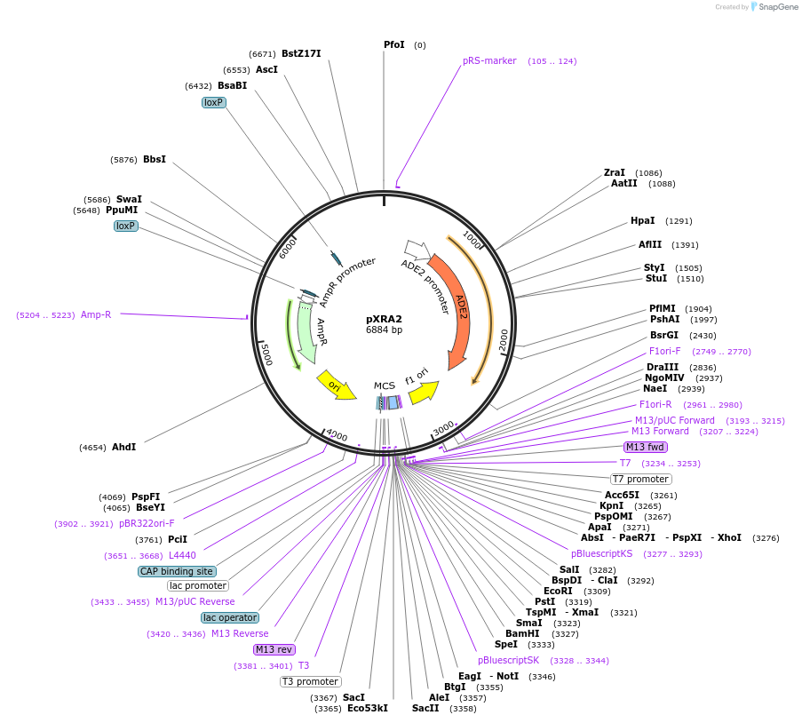 63144-plasmid-map-sequence-id-104600