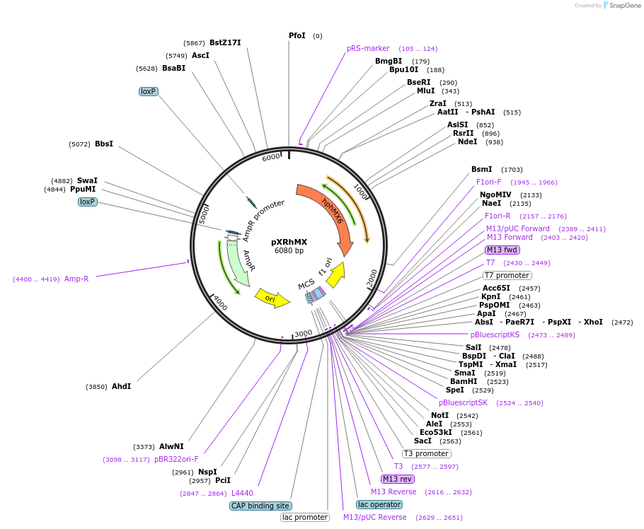 63146-plasmid-map-sequence-id-104606