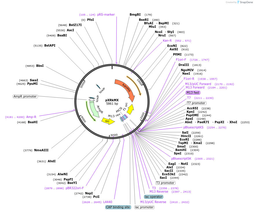 63147-plasmid-map-sequence-id-104607
