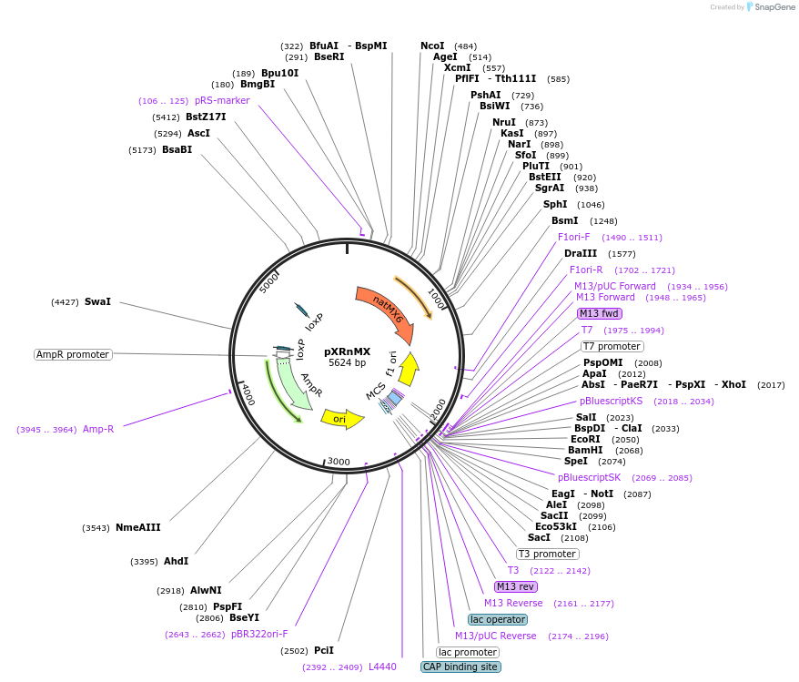 63153-plasmid-map-sequence-id-104614