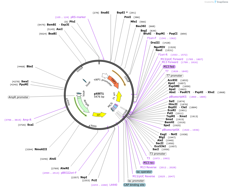 63151-plasmid-map-sequence-id-104615