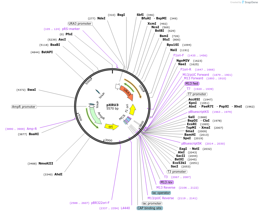 63152-plasmid-map-sequence-id-104616