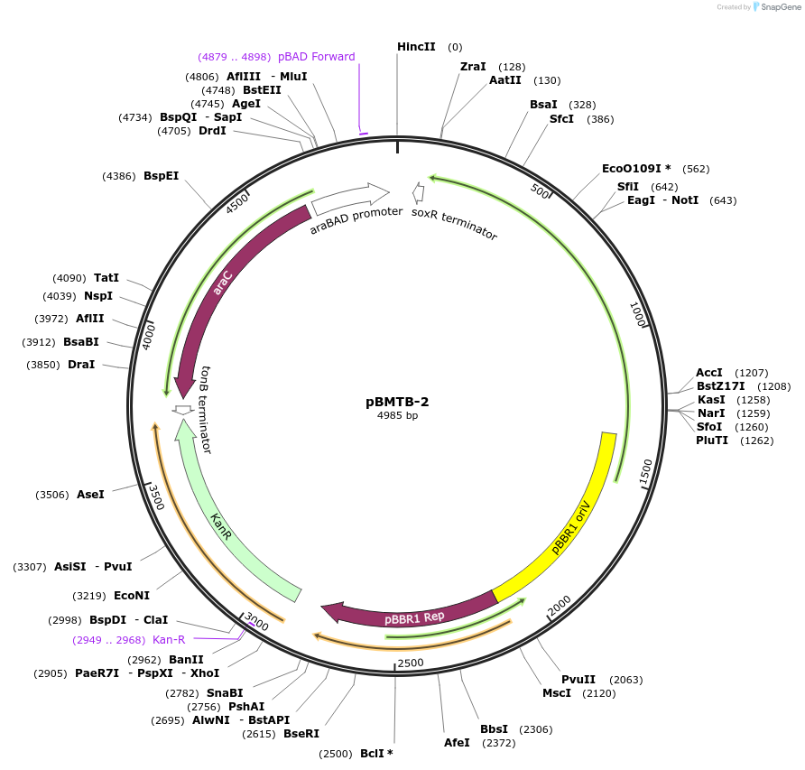 22827-plasmid-map-sequence-id-10465