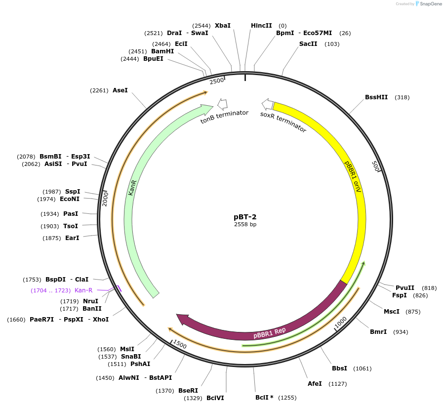 22833-plasmid-map-sequence-id-10471