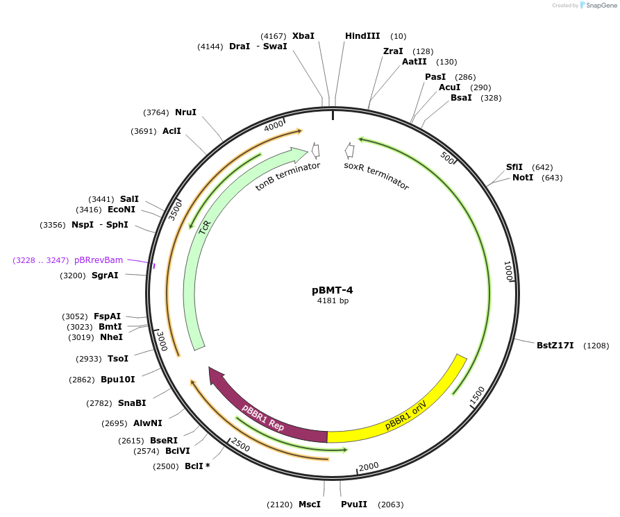 22837-plasmid-map-sequence-id-10475