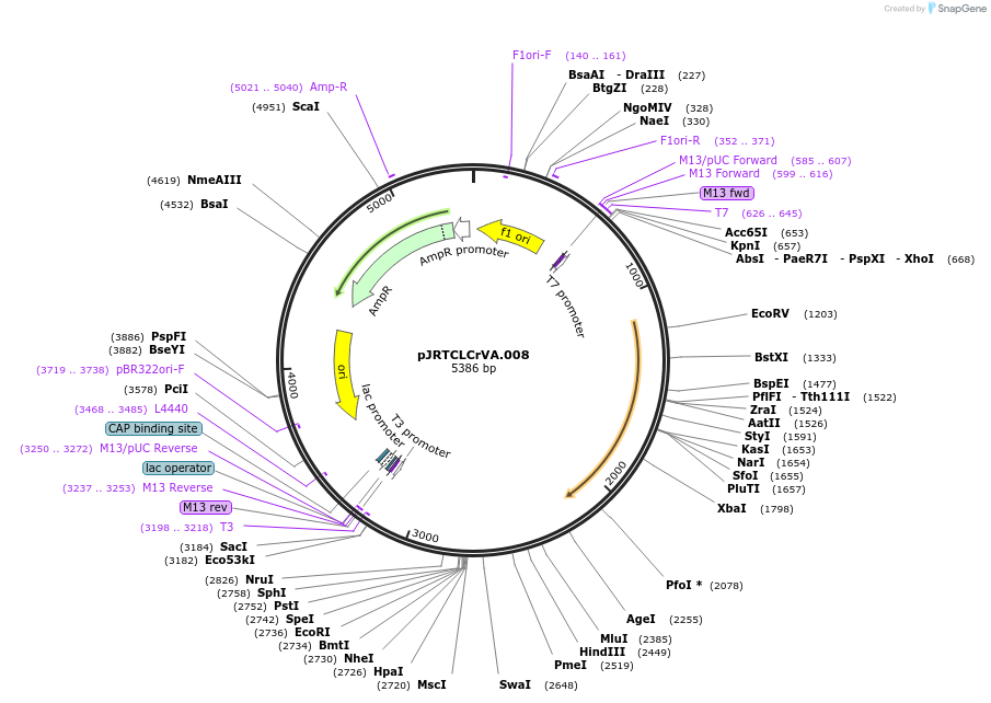 22841-plasmid-map-sequence-id-10478