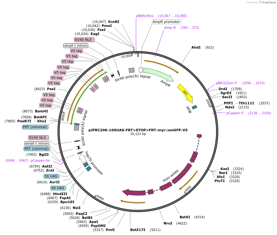 63168-plasmid-map-sequence-id-104796