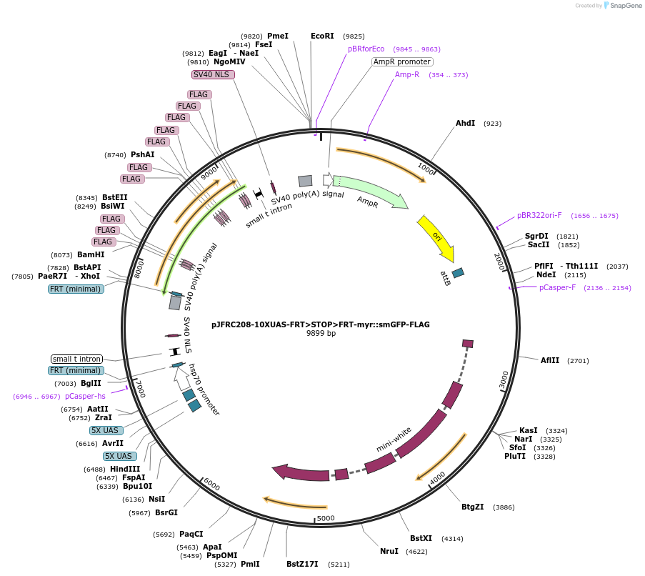 63169-plasmid-map-sequence-id-104798