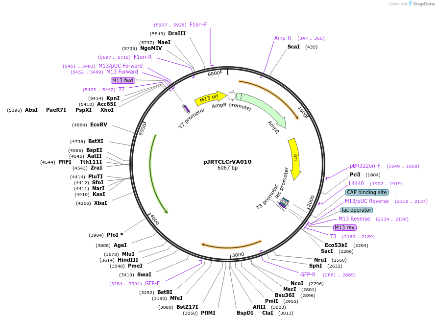 22843-plasmid-map-sequence-id-10480