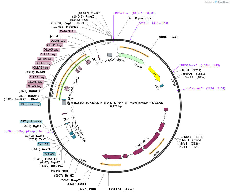 63170-plasmid-map-sequence-id-104801