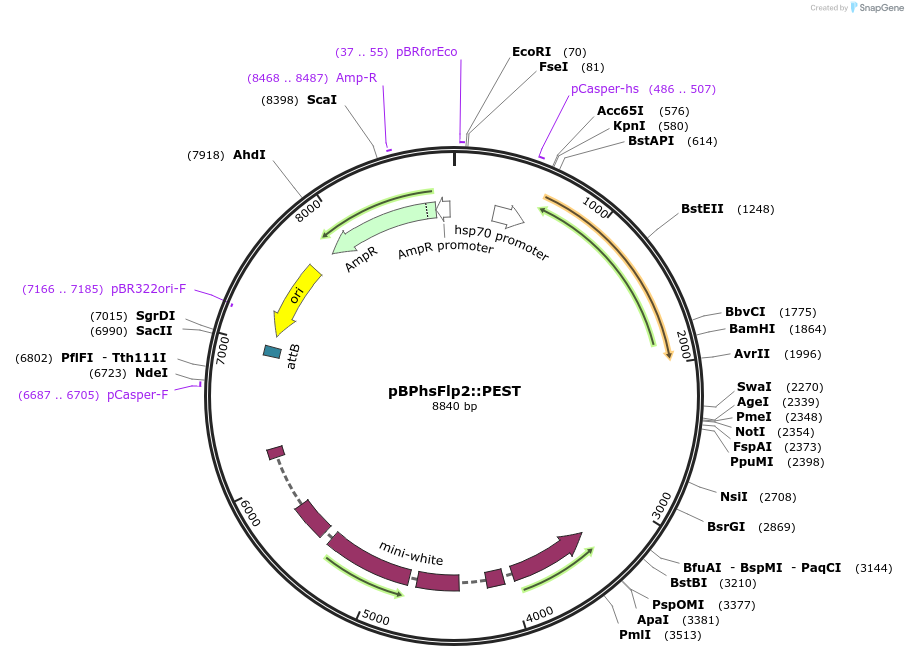 63171-plasmid-map-sequence-id-104804