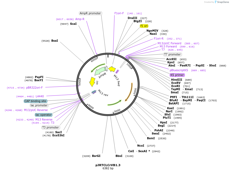 22844-plasmid-map-sequence-id-10481