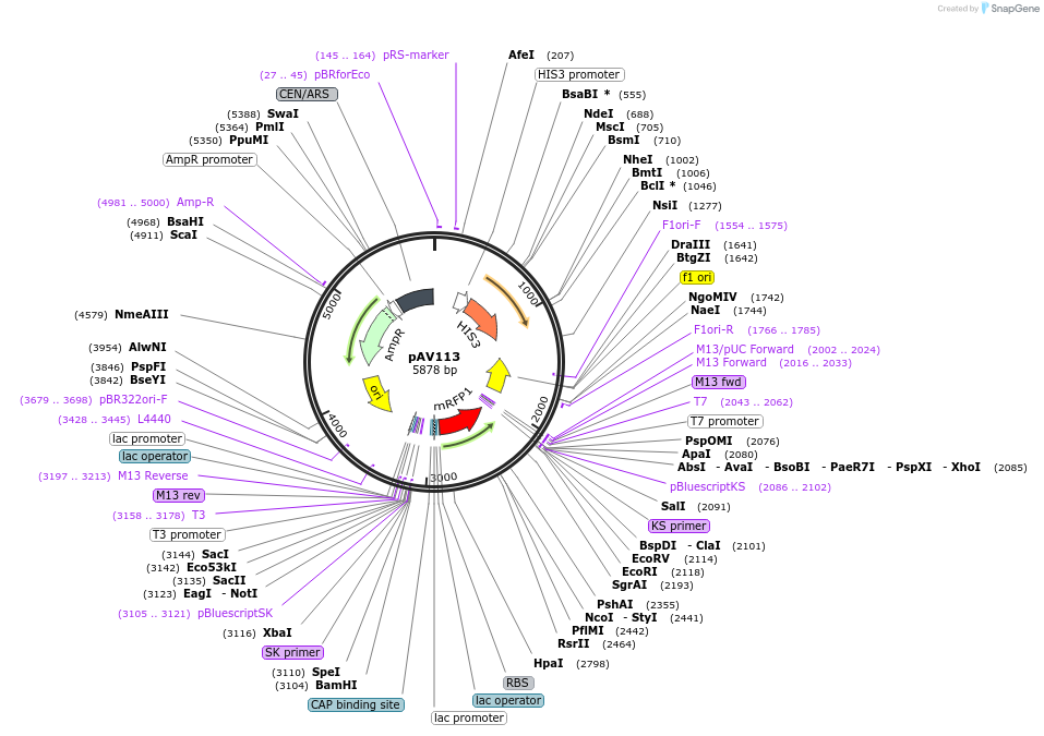 63180-plasmid-map-sequence-id-104851