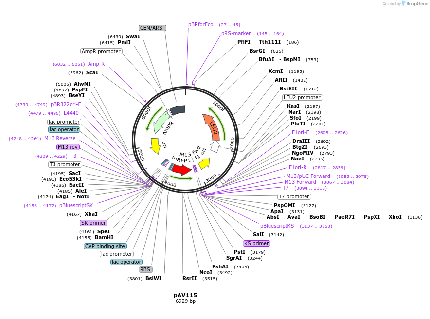 63182-plasmid-map-sequence-id-104856